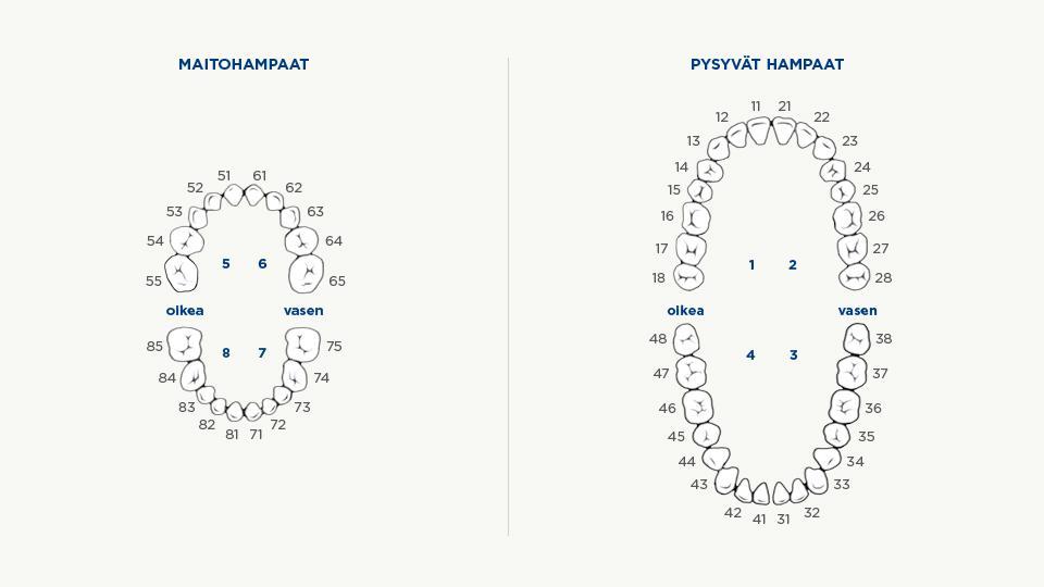 Hampaiden Numerointi ISO Palmer Ja Universal